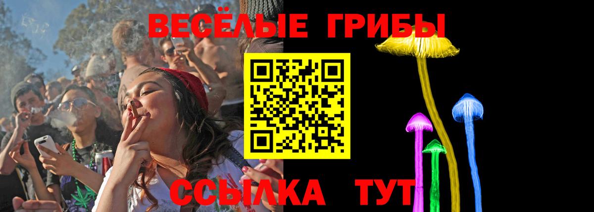 Псилоцибиновые грибы Psilocybine cubensis Конаково